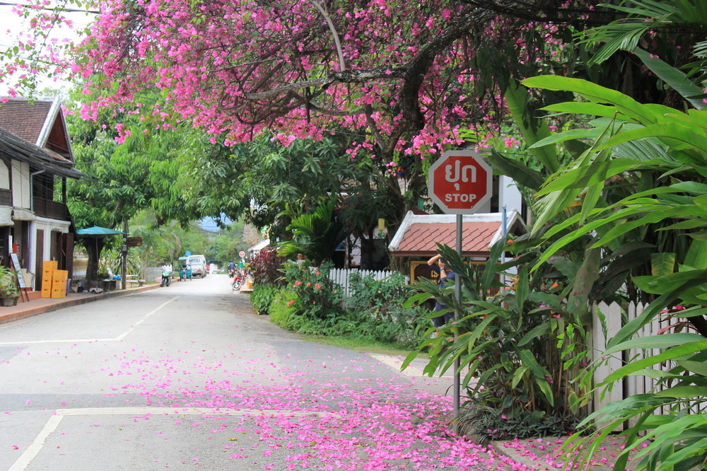 Wisdom Laos Hotel Luang Prabang Ngoại thất bức ảnh